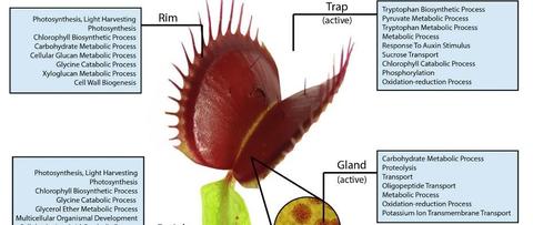 捕蝇草及其他食肉植物的进化史