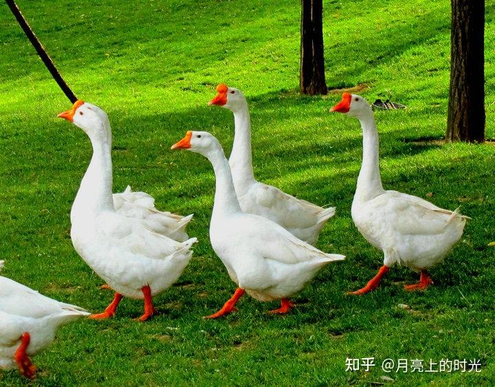 唐朝诗人骆宾王的诗咏鹅中为什么把鹅的脚掌描述为红掌
