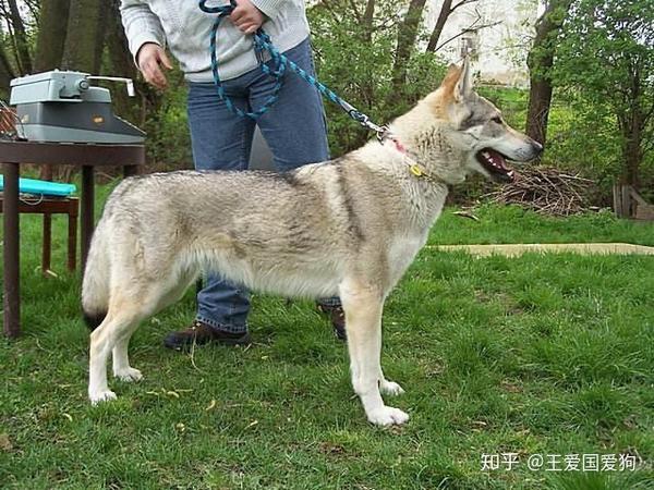 捷克斯洛伐克狼犬和狼你能分清楚么