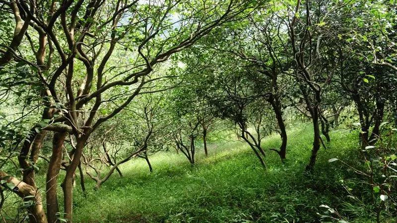 贵州山茶:油茶林生态价值之:保持水土,涵养水源(三)