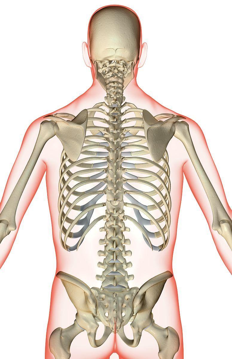 肩胛骨图 肩胛骨上提产生的弹响最有可能的原因,是肩胛骨与胸肋骨