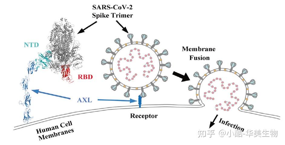 重大发现首个不依赖于ace2的新冠病毒新受体axl