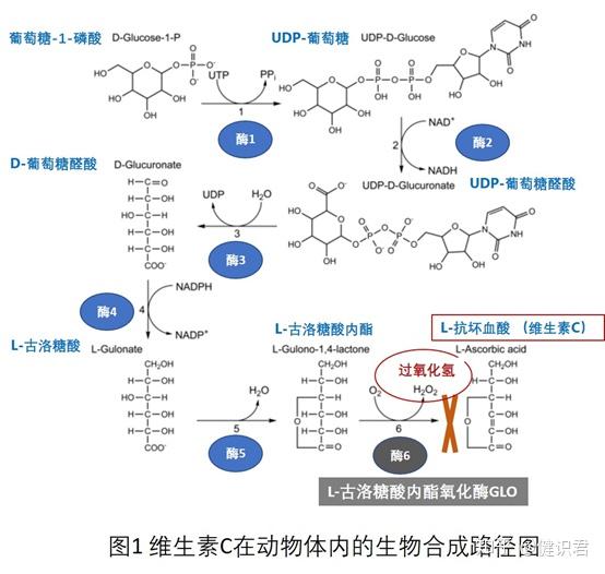 维生素c系列(四:人类为何放弃了自身合成维c?