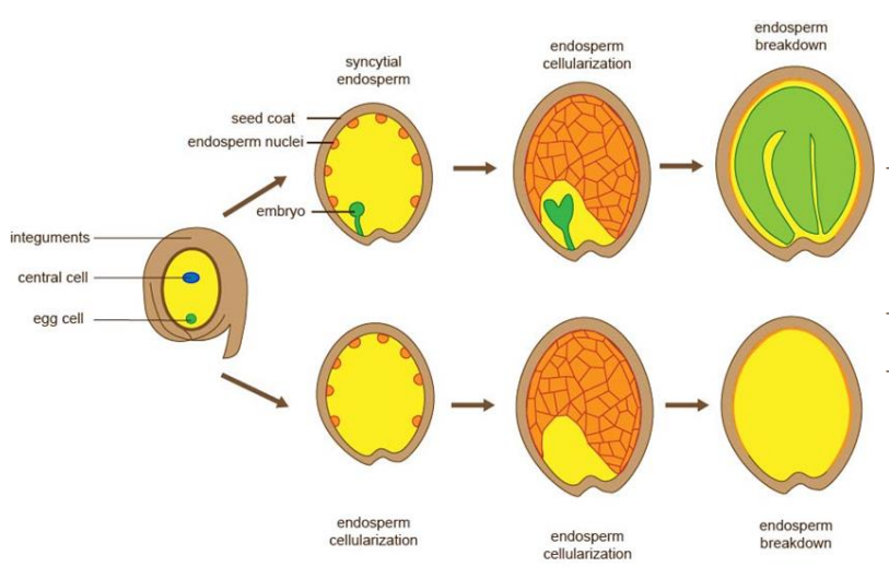 plantcell厘清种子发育机制的认识误区孙蒙祥团队发现种子胚乳发育是