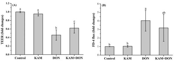 kam和don对caco-2细胞模型的影响(a) teer和(b) fd-4通量