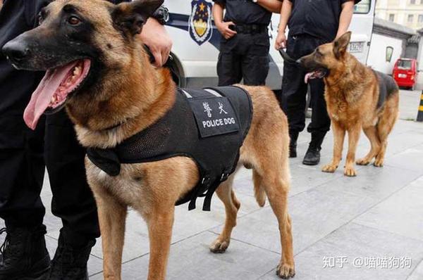 德牧和马犬,究竟谁是警犬中的"老大",你觉得谁更厉害?