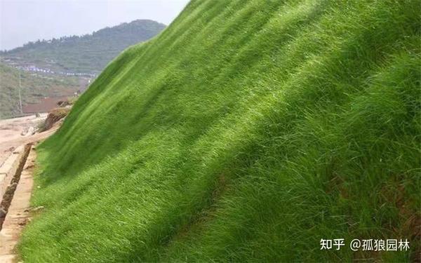 护坡绿化矿山恢复绿,适用哪些边坡斜坡绿化草种呢?