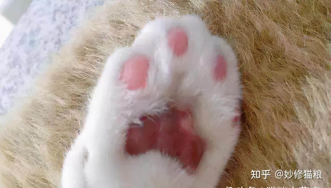 1,爪子