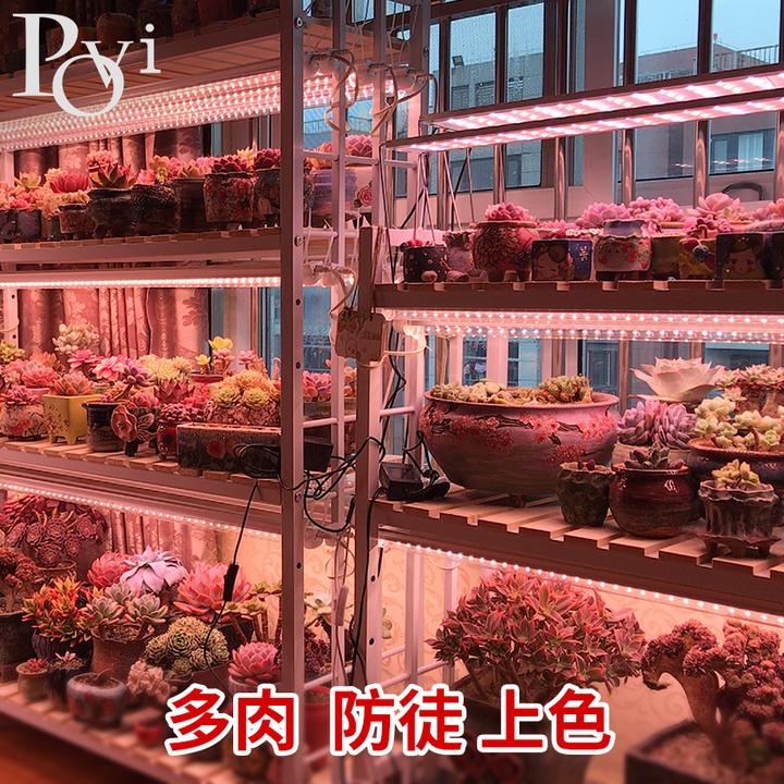 多肉植物补光灯推荐丨植物补光灯各品牌实测教你如何购买植物补光灯