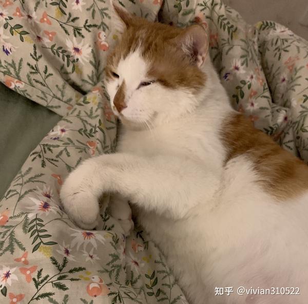 猫丑就要情商高