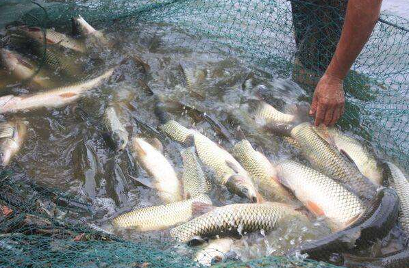 提高草鱼产量的养殖关键要点介绍