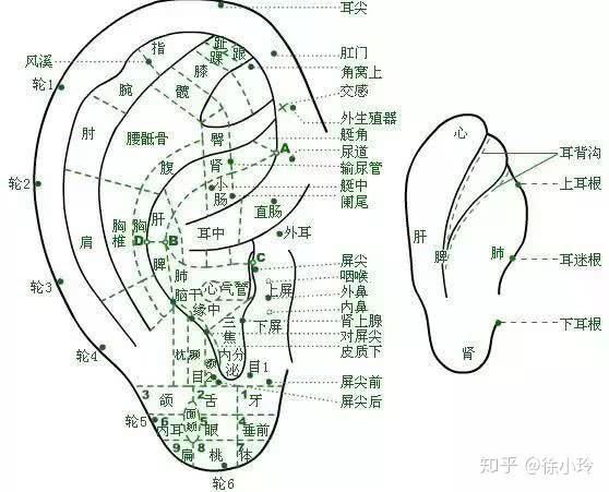 我们小小耳朵上 分布着93个穴位 耳朵就像是一个倒置在子宫里的胎儿