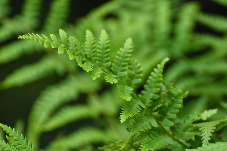 盆栽蕨类植物谨记7大要点青翠欲滴形态飘逸