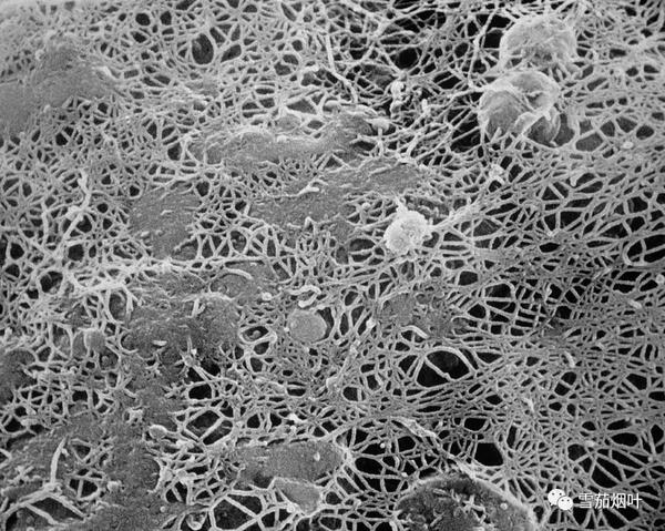 烟草表皮细胞壁,扫描电子显微图.ps:纤维网状结构