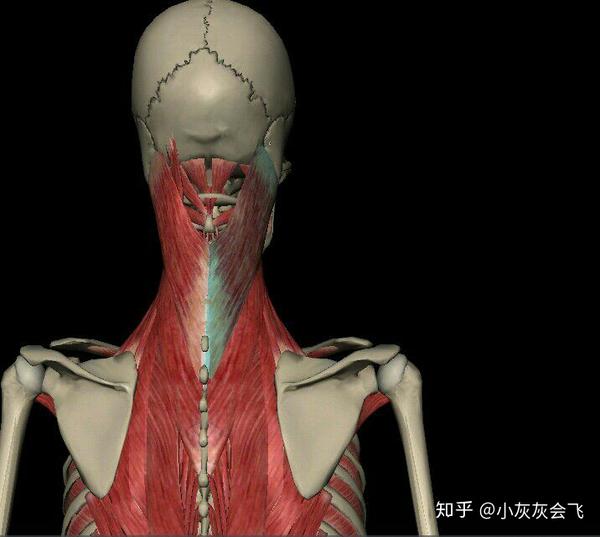 颈屈肌,颈部后侧深层肌肉,两侧肌肉同时收缩时,可使颈部向后伸直.