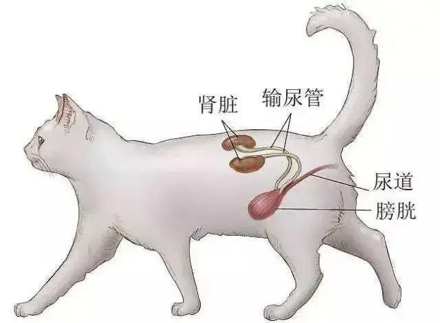 猫猫尿闭这种病真的得一次伴终身吗怎么办