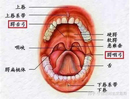 首大耳鼻喉-孩子扁桃体总发炎?这些情况"割"为上策