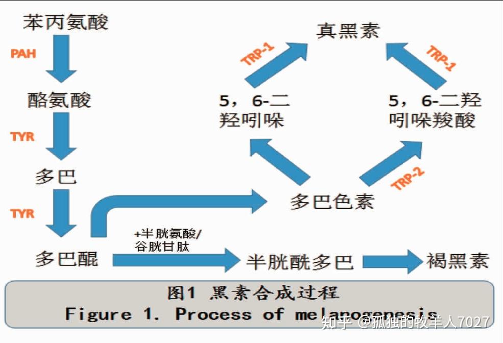 美白基础知识5认识黑色素