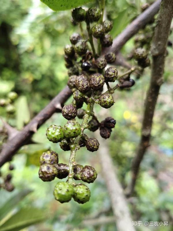 花椒炭疽病如何有效防治?专家教你全面认识花椒炭疽病