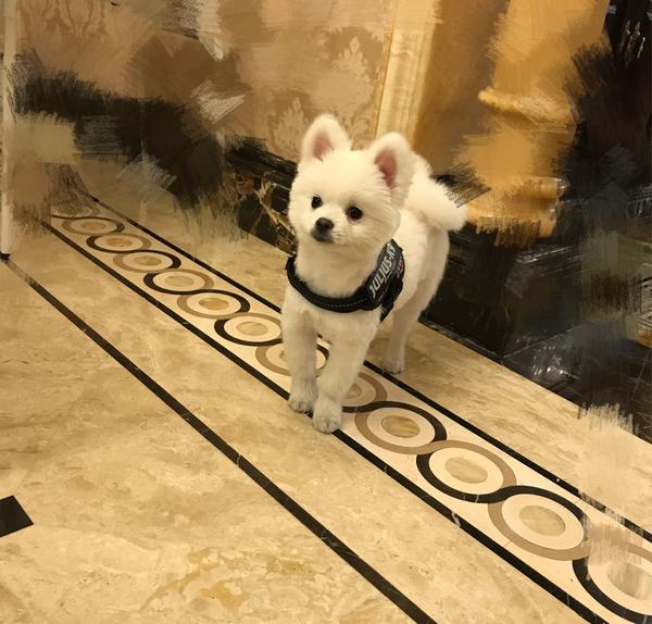 猴子期时居然没有太丑?