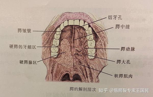 唇腭部的解剖生理特点之腭的解剖一