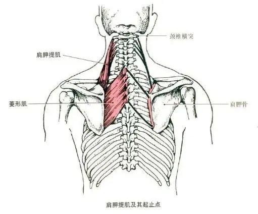 我的肩臂石化了肩峰下撞击综合征你离它并不遥远
