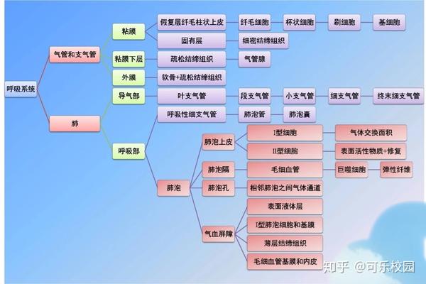 【组织学与胚胎学】期末复习重点——呼吸系统篇