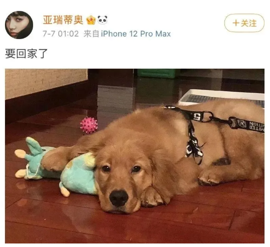"金毛siri之死"事件:谁都不忍是这样的结局