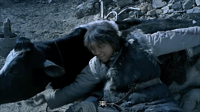 斗牛见的人多了就喜欢畜生了