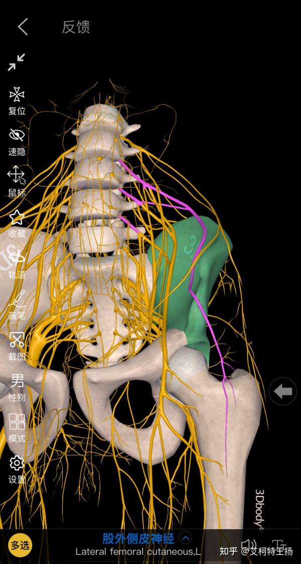 1,腰椎椎间孔狭窄卡压神经引起大腿外侧麻木 腰椎椎间孔狭窄的原因有