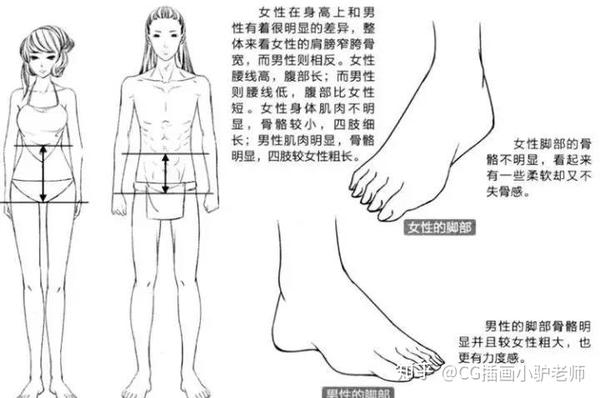 女性腰线高,腹部长;而男性则腰线低,腹部比女性短.