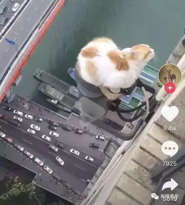 抖音的猫一种叫沙雕另一种叫救命