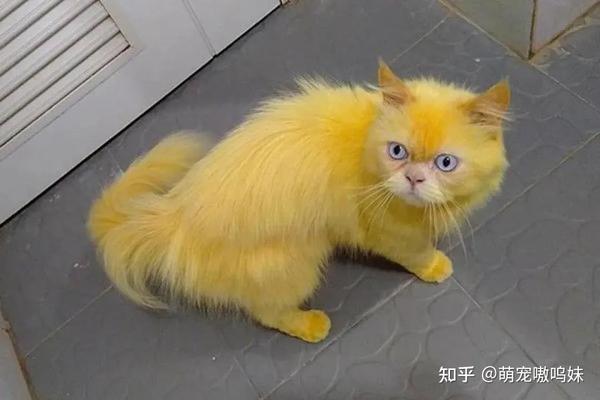 这只被主人染色的猫火了,我刚想骂人,看完结果啪啪打脸