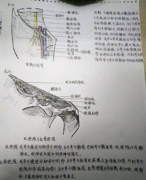 医学生手绘解剖图,用精美的图像帮助记忆.