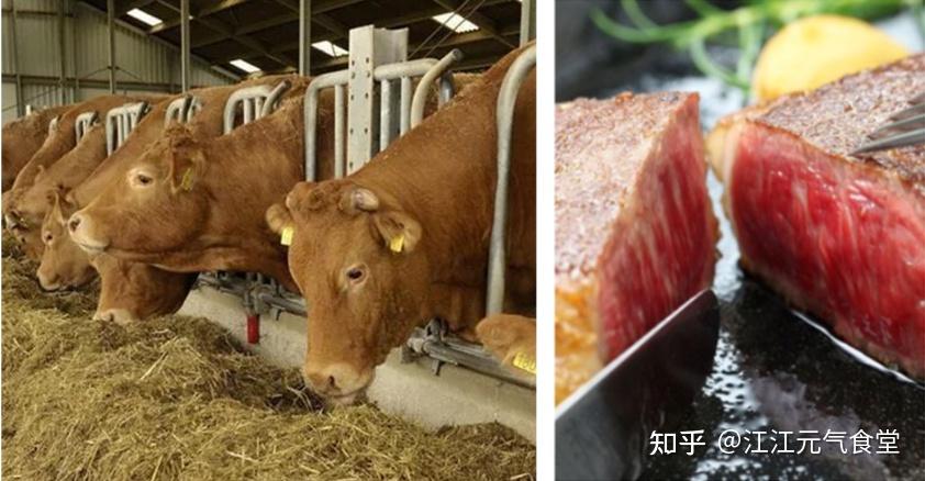草饲牛排vs谷饲牛排到底哪种牛排更值得买