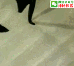 魏碑基本笔画入门动态图教程