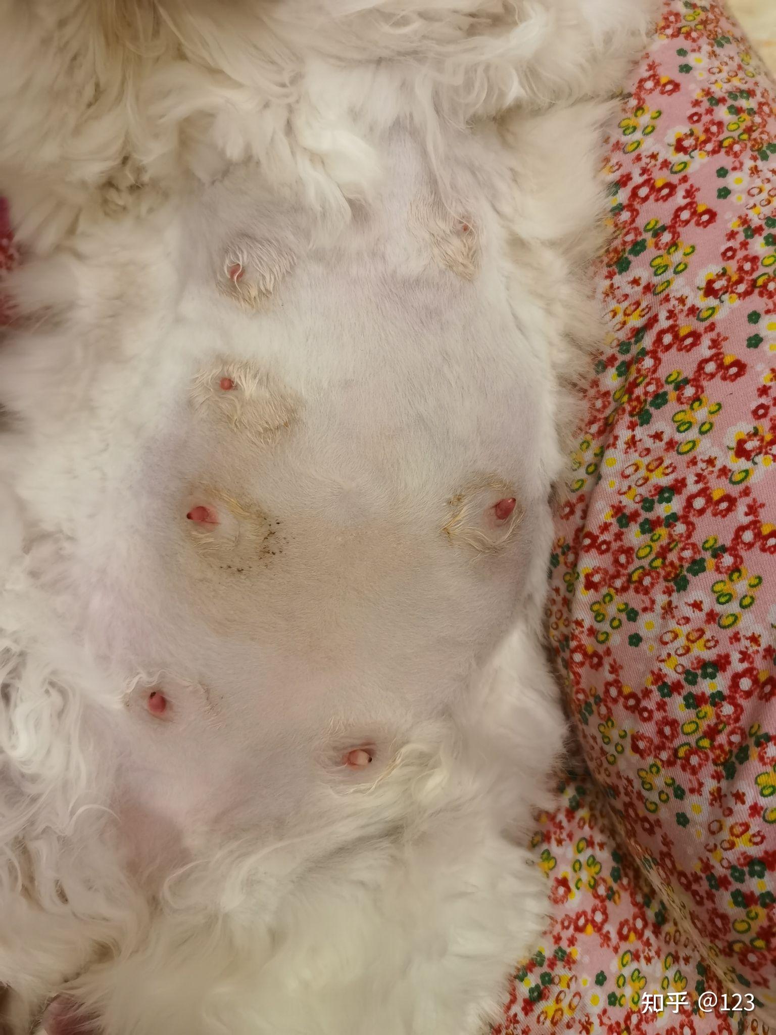 母猫乳头出血正常吗刚刚生完小猫5天