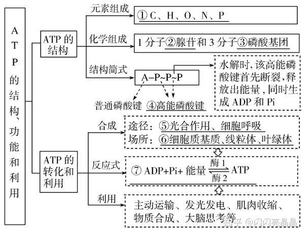 高中生物学大概念:分子与细胞知识结构图,一轮复习必备!