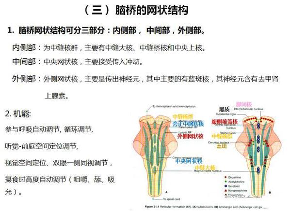 (四) 脑桥的血液供给