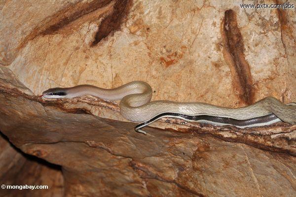 黑眉锦蛇马来西亚洞穴亚种:orthriophis taeniurus ridleyi 分布:泰国