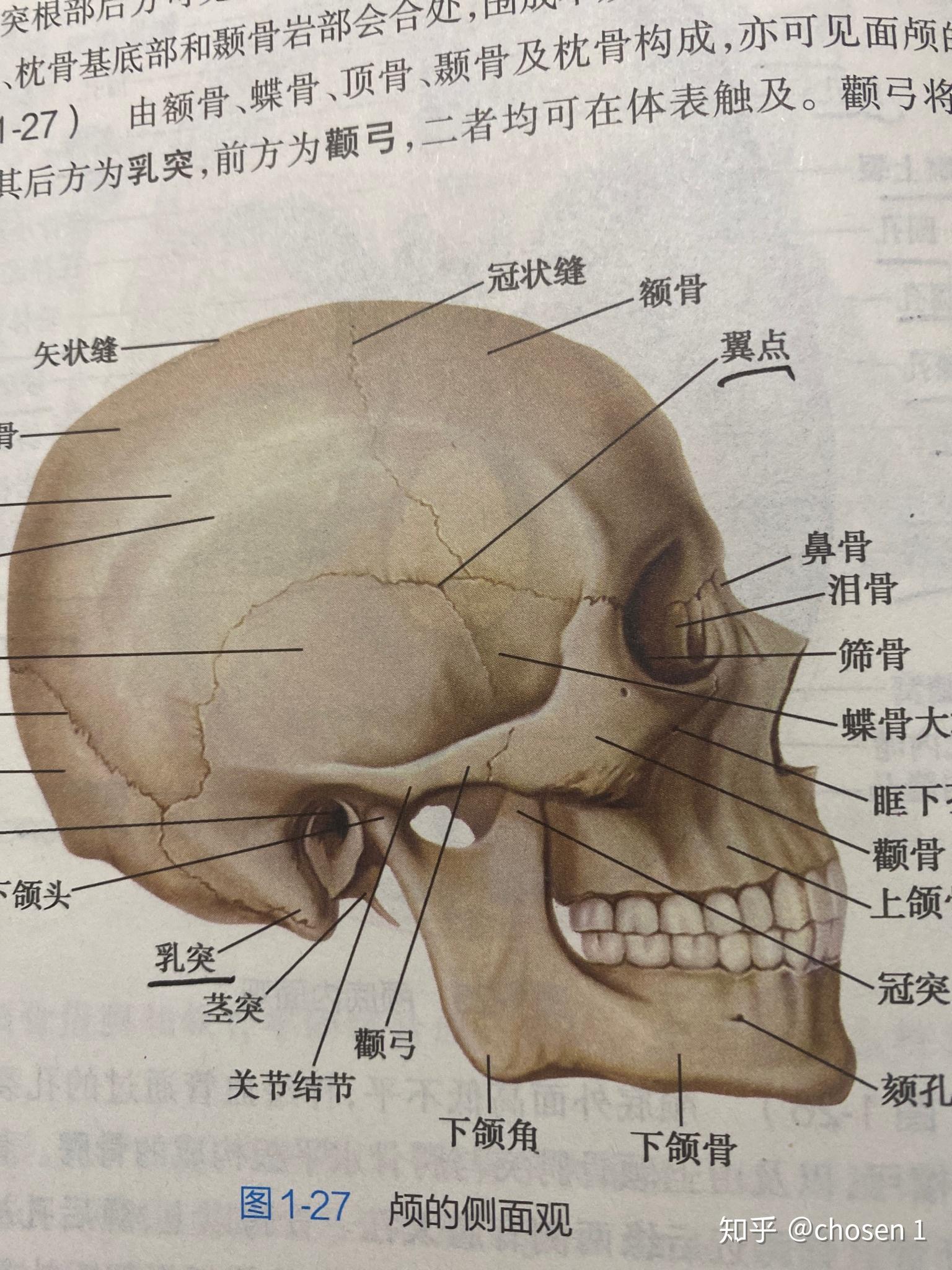 翼点是h型的缝隙为什么叫做点呢