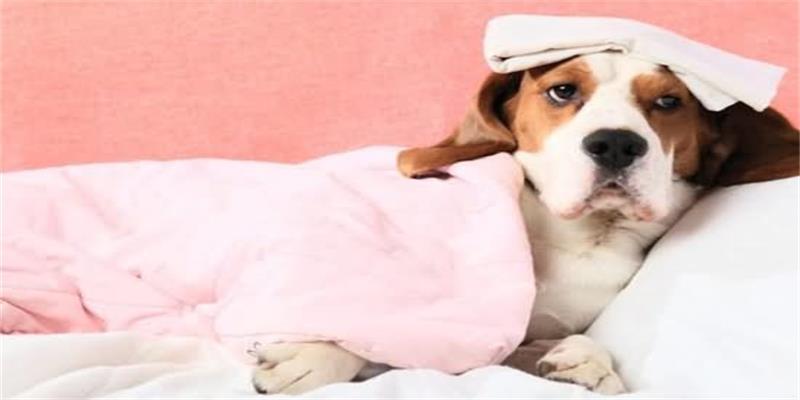 疯狂小狗:如何判断狗狗是否感冒?
