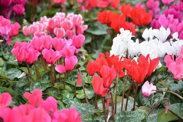 不同颜色的仙客来,花语大不同!