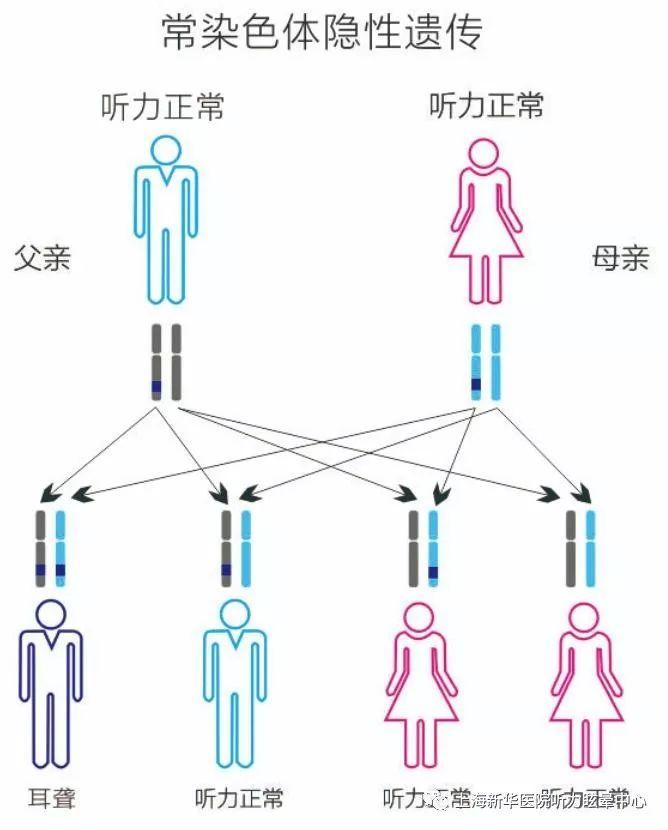 常染色体隐性遗传是最常见的一种遗传方式,相关基因包括gjb2,gjb3