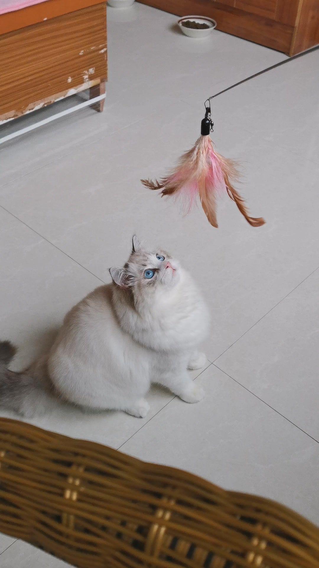布偶猫的嘴套是天生的吗