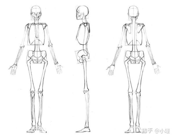 新手进阶板绘教学干货丨人体结构基础必须了解的骨骼详解