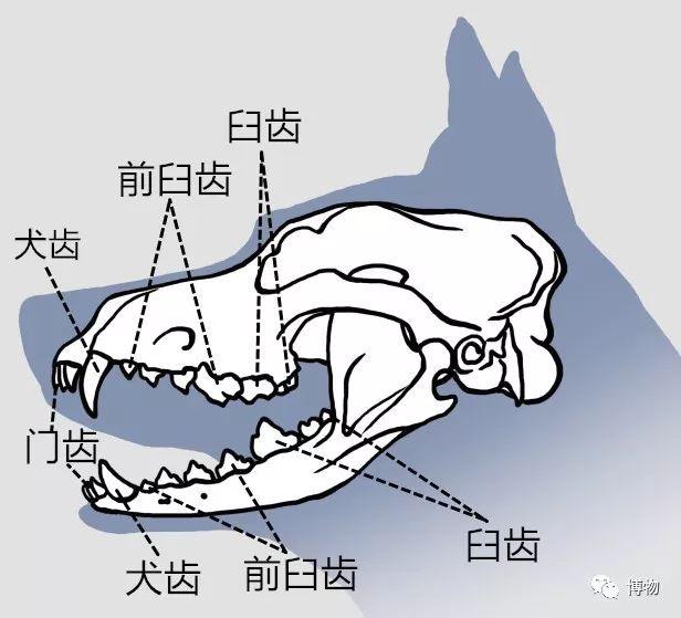 哺乳动物的牙齿分四种类型:门齿,犬齿,前臼齿和臼齿,主要功能分别是啃