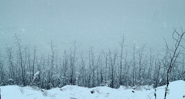 郢中白雪无人和,域外蓝鲸有梦思.明月下,夜潮迟,微波迢递送微辞.