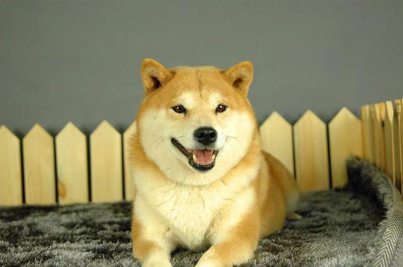 柴犬大约多少钱?2021柴犬价格盘点!