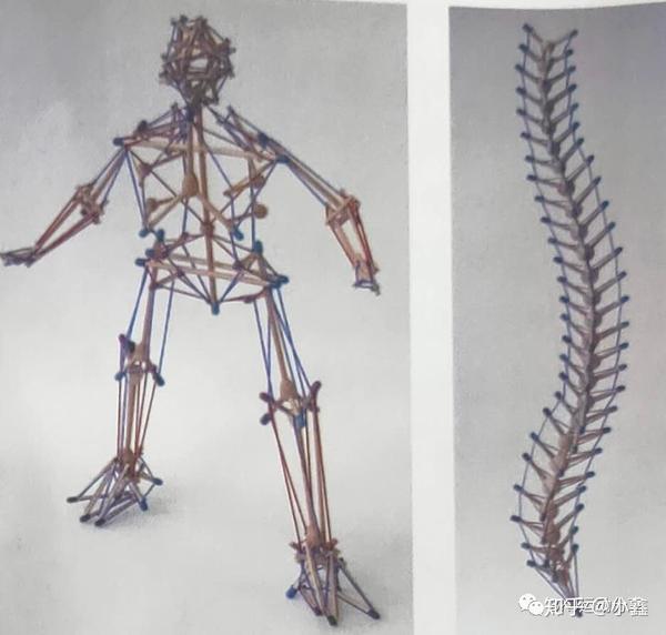 张拉整体结构使肌肉骨骼系统能够提供重要富于弹性的支撑,不会被